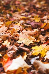 Fallen Autumn Leaves Creating a Colorful Natural Carpet