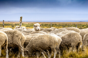 sheep herd in fireland, chile