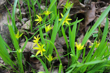 Close-up of blooming yellow Gagea flowers in early spring