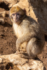 Ein junger Berberaffe auf einem Stein sitzend in der Seitenansicht