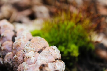 Close-up of a pinecone, moss, and lichen on a forest floor, with autumn colors and textures.