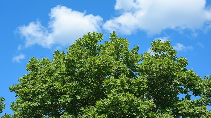 Fototapeta premium Lush green treetop against blue sky, fluffy clouds; nature backdrop