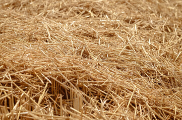 Dry mowed hay close up, food for animals