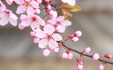 Obraz premium A delicate sakura branch in full bloom with soft pink petals. The perfect floral background for spring-themed projects, advertising, social media, and greeting cards.