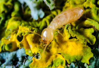Reticulitermes lucifugus - yellowish worker termite searching for food among green lichens on a tree near the Black Sea, Ukraine