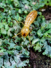 Reticulitermes lucifugus - yellowish worker termite searching for food among green lichens on a tree near the Black Sea, Ukraine