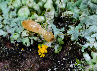 Reticulitermes lucifugus - yellowish worker termite searching for food among green lichens on a tree near the Black Sea, Ukraine