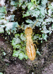 Reticulitermes lucifugus - yellowish worker termite searching for food among green lichens on a tree near the Black Sea, Ukraine
