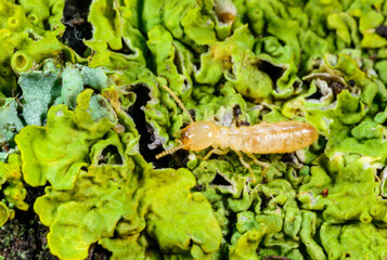 Reticulitermes lucifugus - yellowish worker termite searching for food among green lichens on a tree near the Black Sea, Ukraine