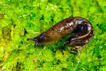 Tandonia sp., a slug crawls on a green background of moss, Ukraine