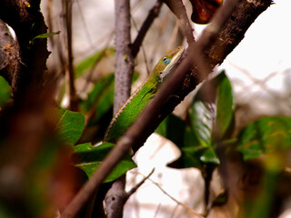 Green Anole_1010119