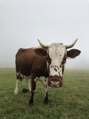 Close-up of a cow in a foggy field