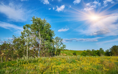 Fototapeta premium Yellow Flowers and Hills Under Blue Sky