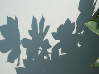 Abstract natural tree leaves shadow on white wall background