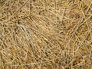 texture of hay