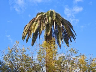Fotobehang Palme in Sevilla © Guido Miller