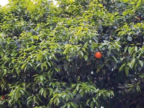 Orange an Baum