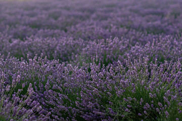 Fototapeta premium Here's a title following your specifications: Lavender Fields Provence France: Sunrise Blooming Agriculture; picturesque purple blossoms during summer harvest.