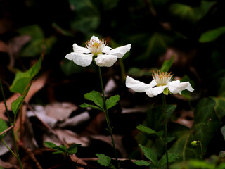 Dewberry Blooms_1010216