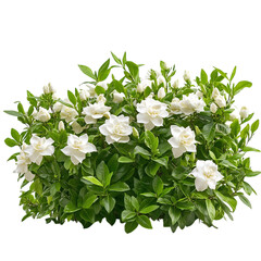 A Dense Bush of Gardenia Shrubs with Fragrant White Flowers Isolated on Transparent Background