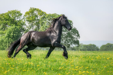Friesian horse, black coat colored, trotting powerfully in a flowering green grass meadow in...