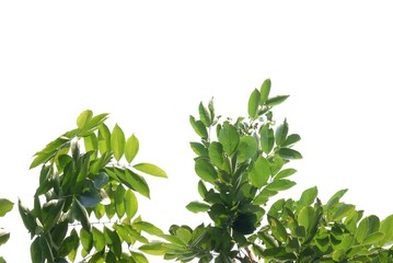 A tropical tree leaf with branches on white isolated background for green foliage backdrop 