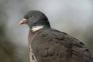 Pigeon ramier, Common Wood Pigeon, columba palumbus