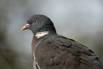 Pigeon ramier, Common Wood Pigeon, columba palumbus