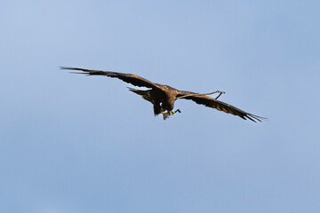 Milan noir, .Milvus migrans, Black Kite