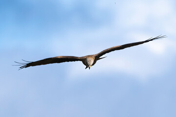 Milan noir, .Milvus migrans, Black Kite