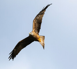 Milan noir, .Milvus migrans, Black Kite