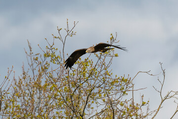 Milan noir, .Milvus migrans, Black Kite