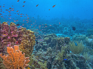 Obraz premium Caribbean coral garden, Bonaire