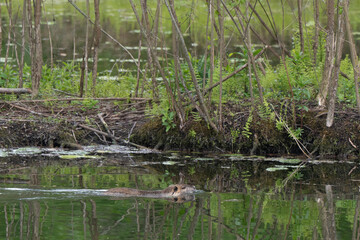 Ragondin,  Myocastor coypus