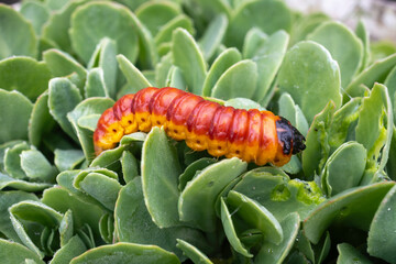 Chenille, papillion, Cossus gâte bois,.Cossus cossus