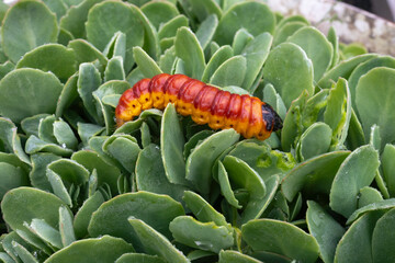 Chenille, papillion, Cossus gâte bois,.Cossus cossus