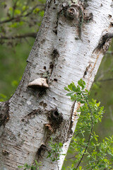 Champignon, Polypore du bouleau, Piptoporus betulinus, Formitopsis, Betula verrucosa, Bouleau...