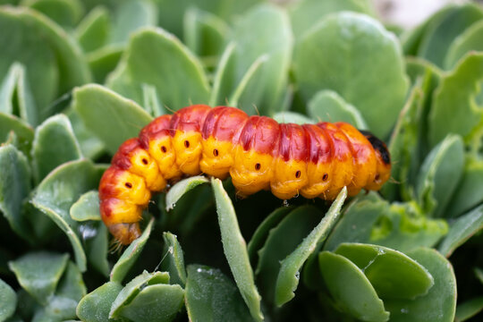 Chenille, papillion, Cossus g&acirc;te bois,.Cossus cossus