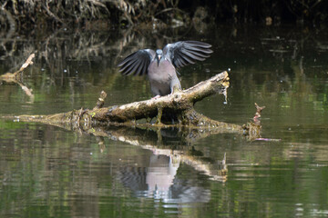 Pigeon ramier, Common Wood Pigeon, columba palumbus