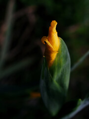 Budding Yellow Iris-P1010191