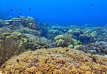 Caribbean coral garden, Bonaire