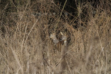 Roe deer does in a tall dry grass. Roe deer in natural environment in early spring. Wild roe deers. European roe deer -capreolus capreolus, Czech republic 
