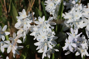 Sweden. Puschkinia scilloides, commonly known as striped squill or Lebanon squill, is a bulbous...