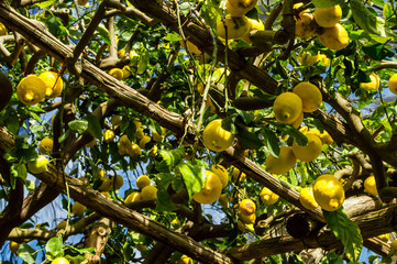 Vibrant lemons hanging from green branches. Sentiero dei Limoni. Ripe yellow lemons grow on trees in cultivated orchard. Photo taken on Path of Lemons, Amalfi Coast, Italy