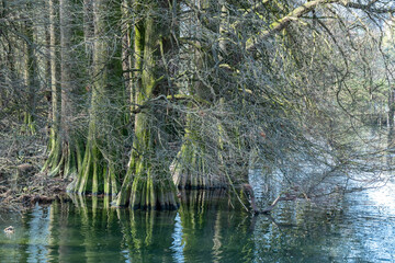 Mystical Taxodi Park, Lake Iseo, Italy