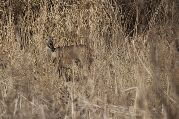 Roe deer does in a tall dry grass. Roe deer in natural environment in early spring. Wild roe deers. European roe deer -capreolus capreolus, Czech republic 
