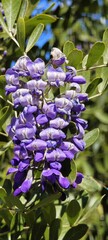 Blüten in Sevilla