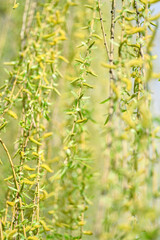 Weeping willow branches close up