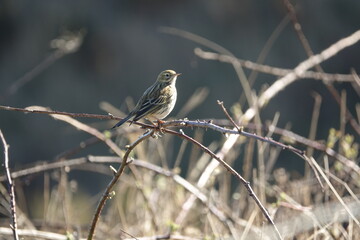 meadow pipit (Anthus pratensis) British wild birds