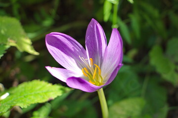 Wild Crocus Flower in the Sheki region of the Republic of Azerbaijan
